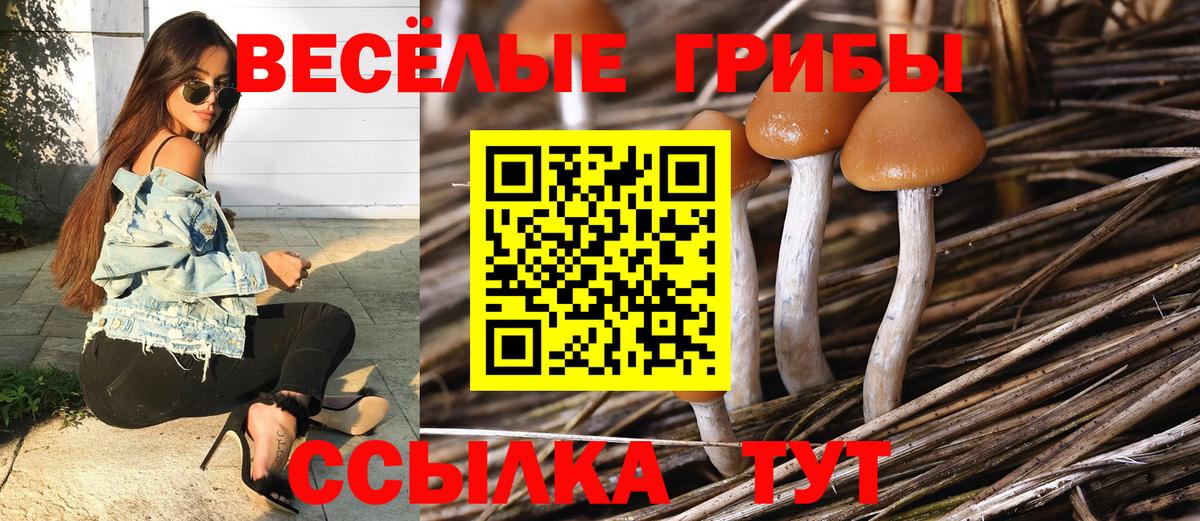 Галлюциногенные грибы Psilocybe  Вход с VPN  Петровск 